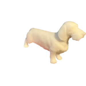 Teckel Ruwhaar vrouwtje beeld